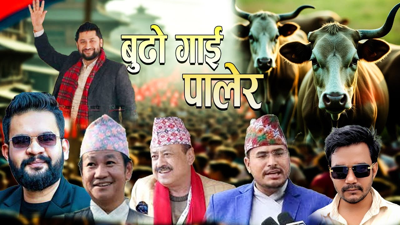 बुढो गाइ | Budho Gaai | Satire to Nepali Politics | By Sanjay Shreepal