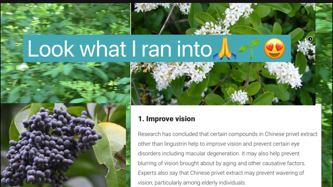 The  privet plant🌱 with lots of Benefit ,