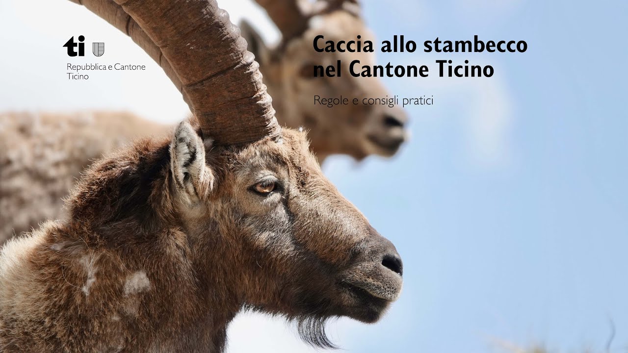 Caccia allo stambecco nel Cantone Ticino - Regole e consigli pratici