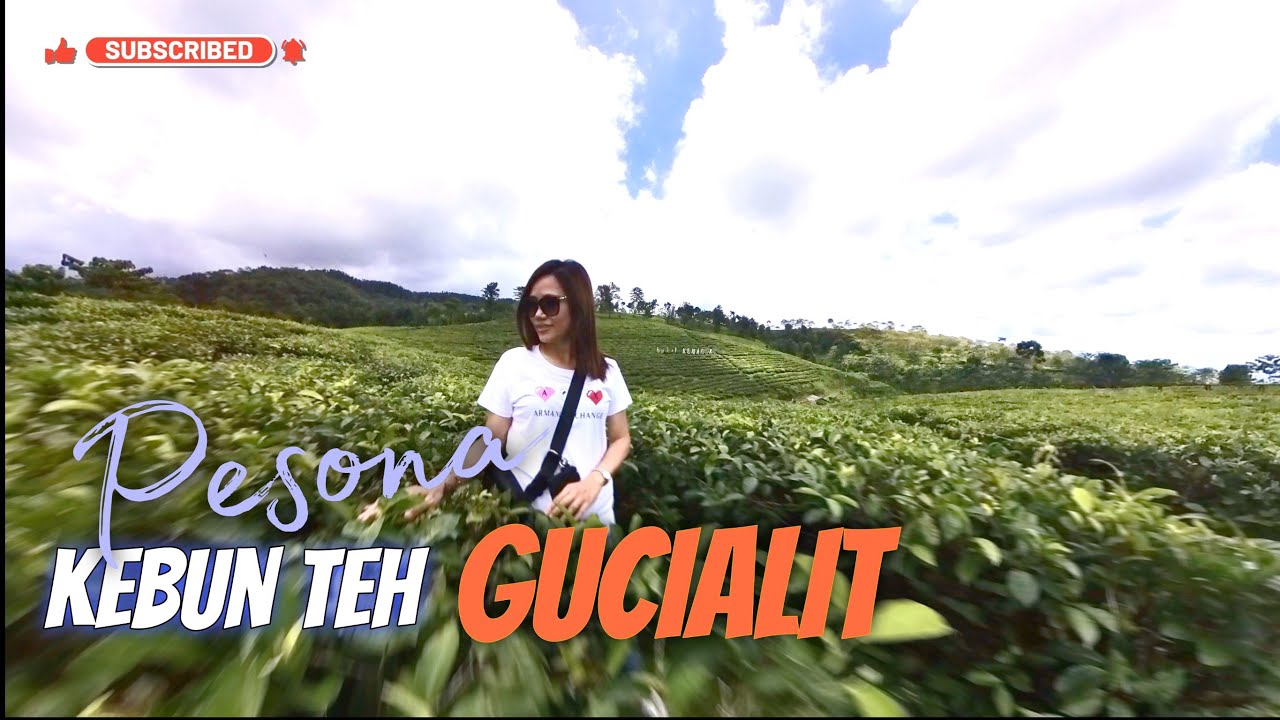 Pesona Wisata Kebun Teh Gucialit Lumajang Jawa Timur #motovlog #gastipistipis #motovloger
