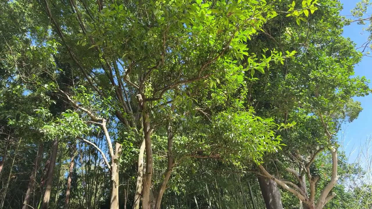 ［古民家］宗ちゃんの古民家の欅