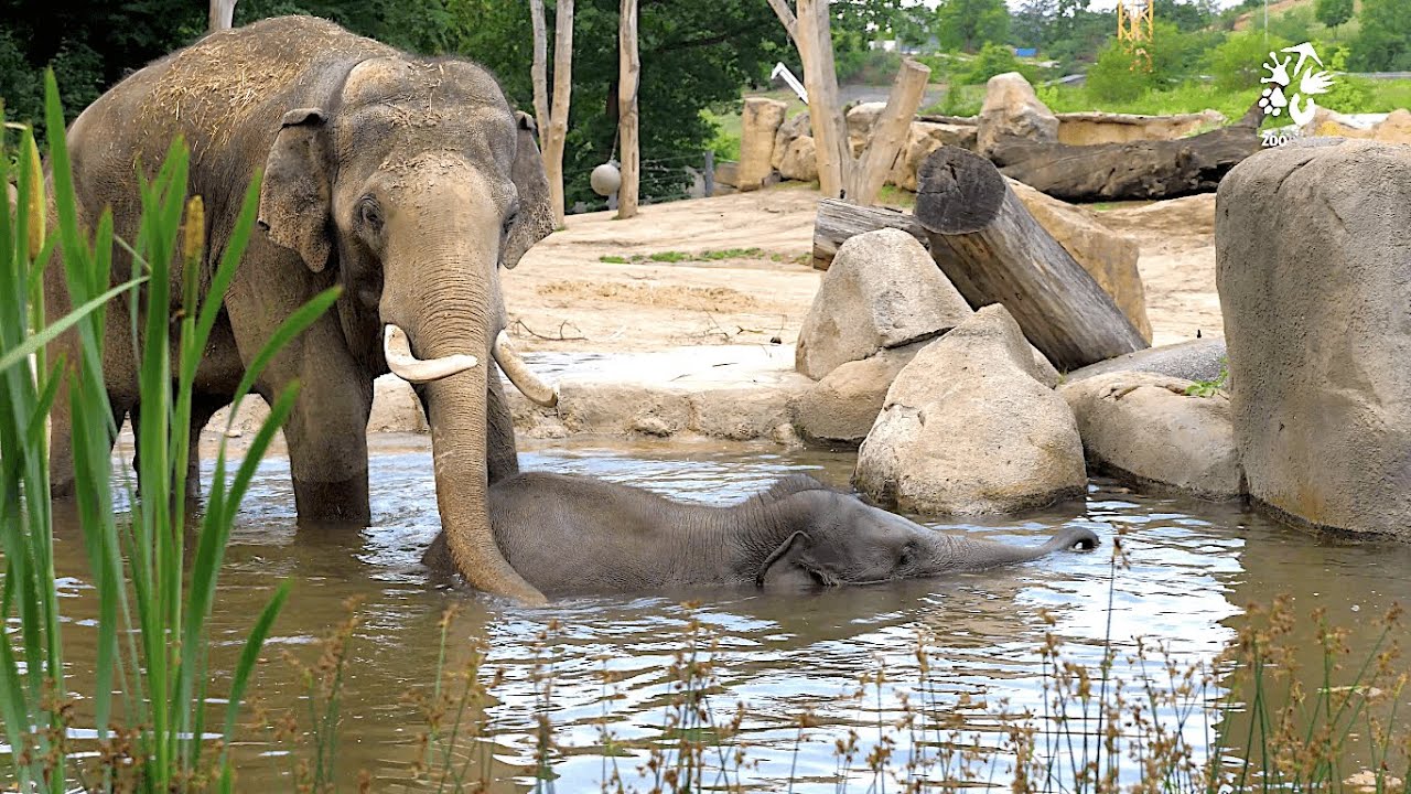 Sloní táta na plný úvazek