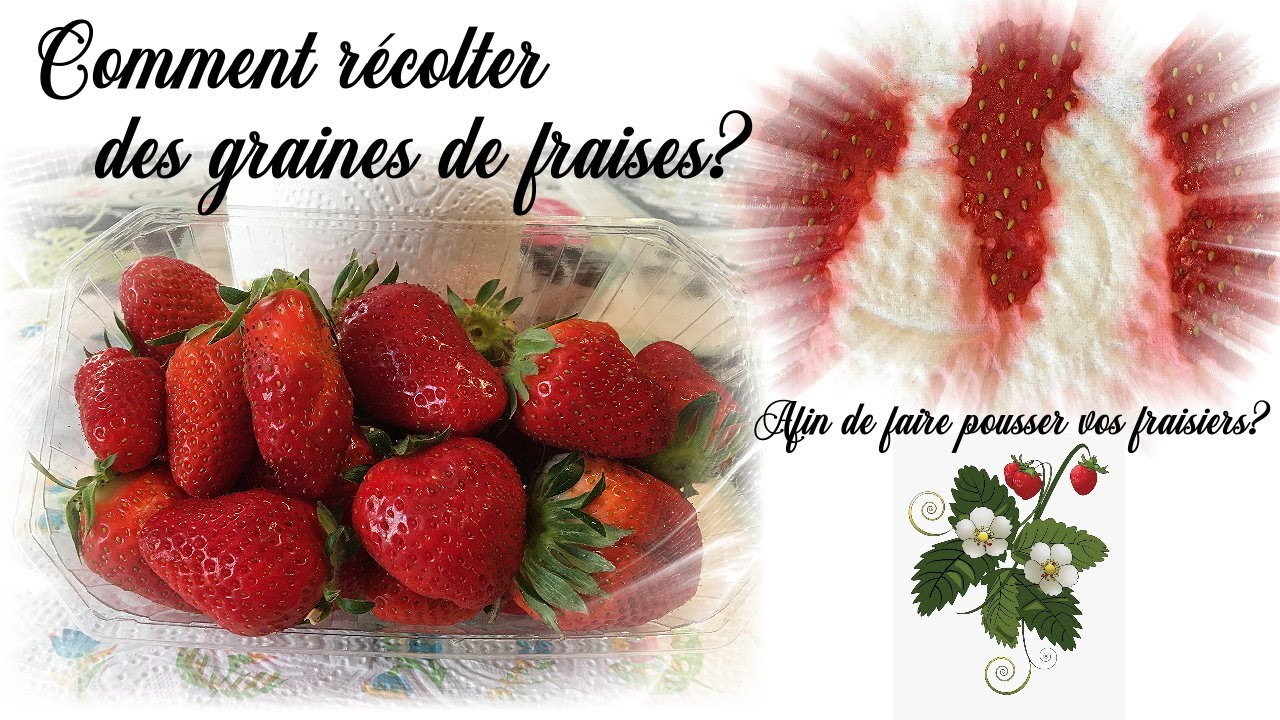Comment récolter des graines de fraises pour faire pousser des fraisiers? How to seed strawberry?
