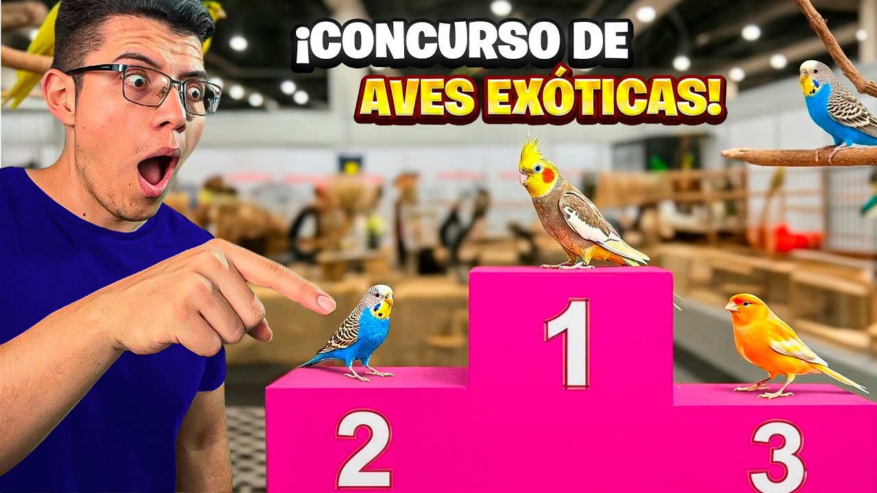 Las mejores AVES EXÓTICAS de México 