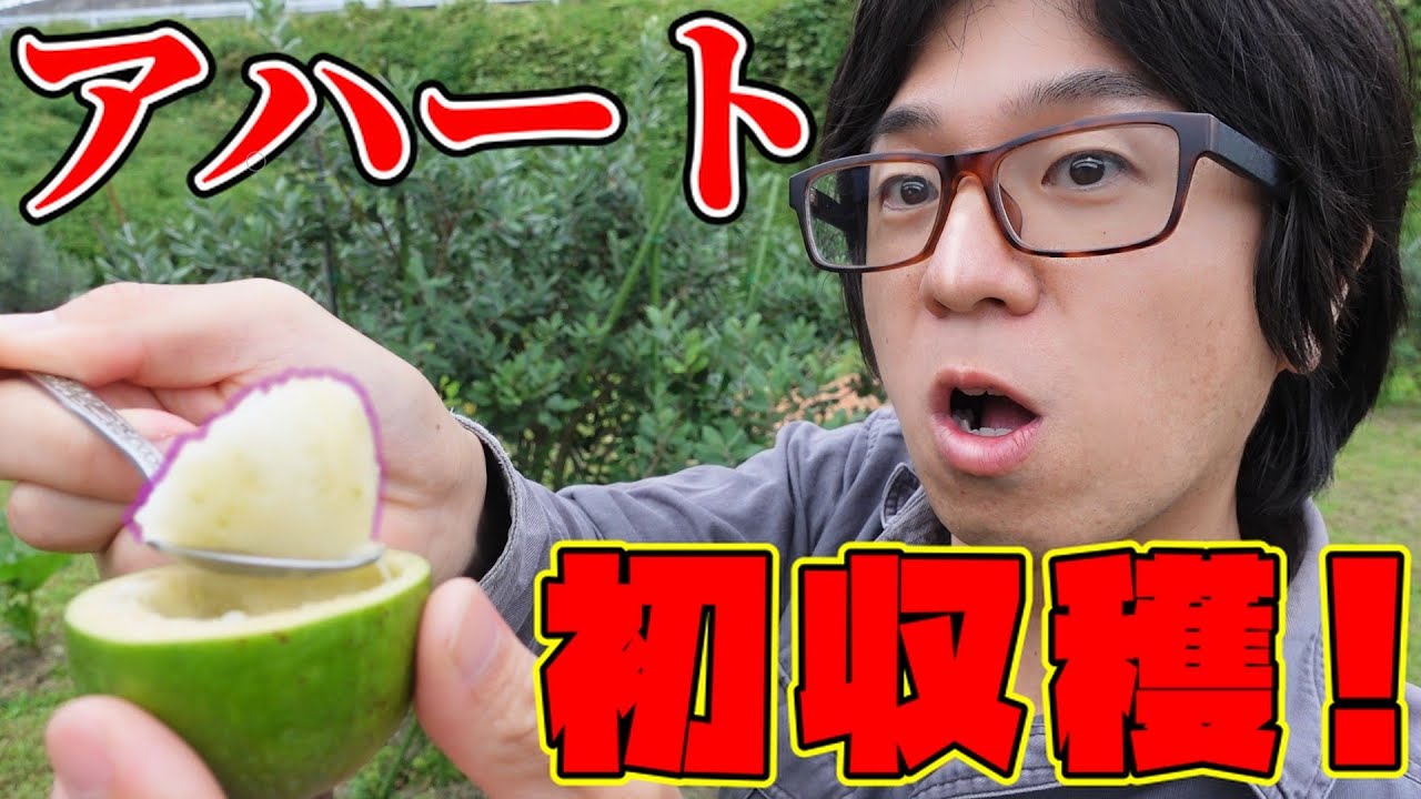 フェイジョアの新品種アハートが凄すぎた。【feijoa】