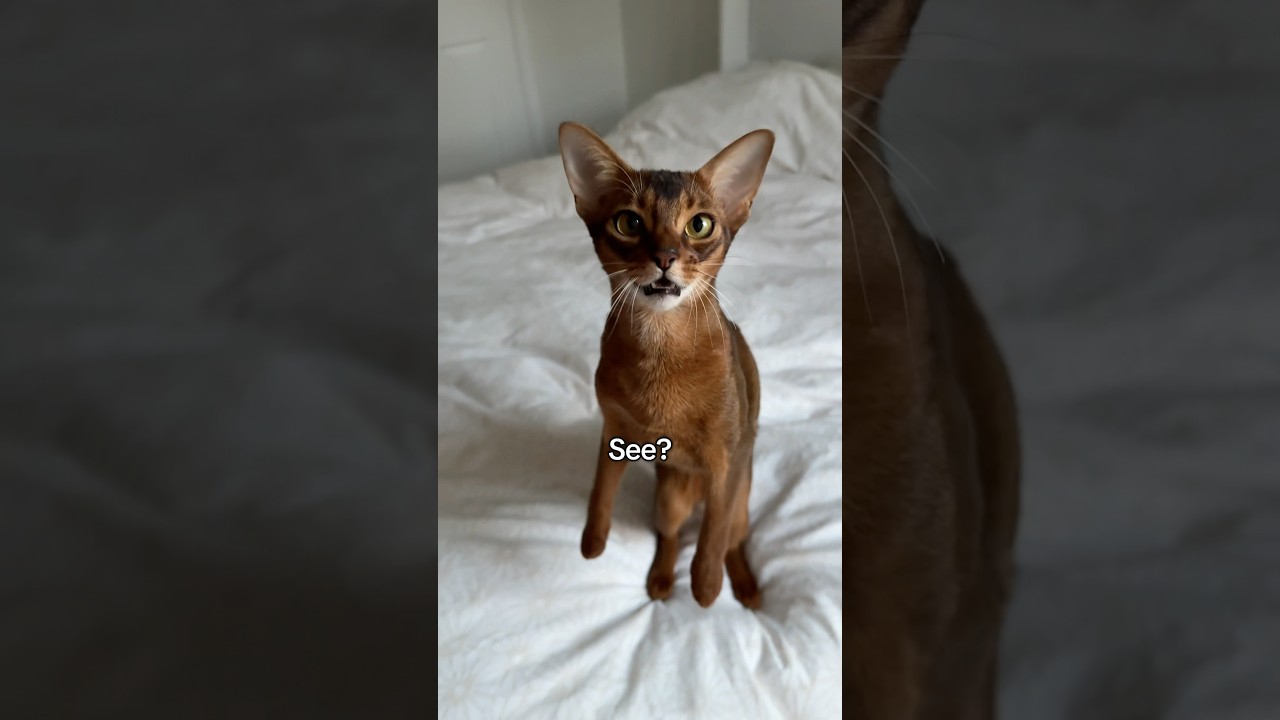 Such soft chirps 😭 Abyssian cat meows and talks #catshorts #catmeow #abyssinian