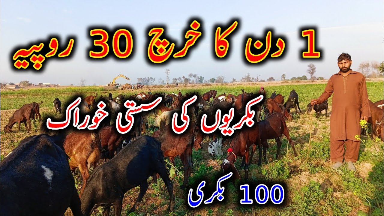 Feeding Cost Of 100 Goats on Grazing - Goat Farming Buisness in Pakistan