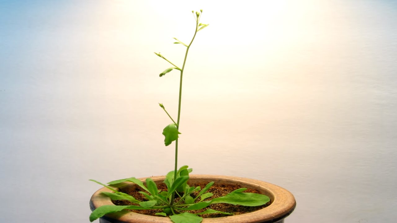 Time Lapse of Arabidopsis thaliana growing from seed