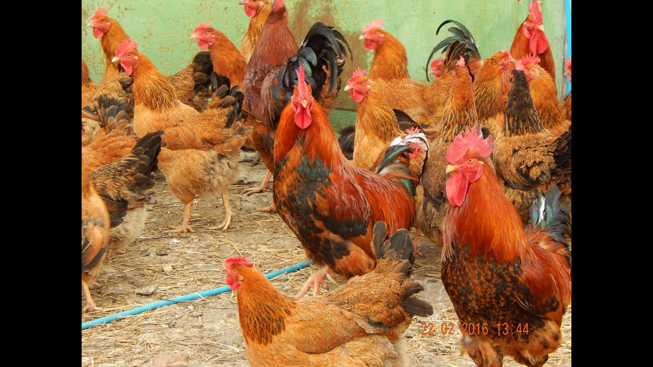 Куры породы Кучинская Юбилейная