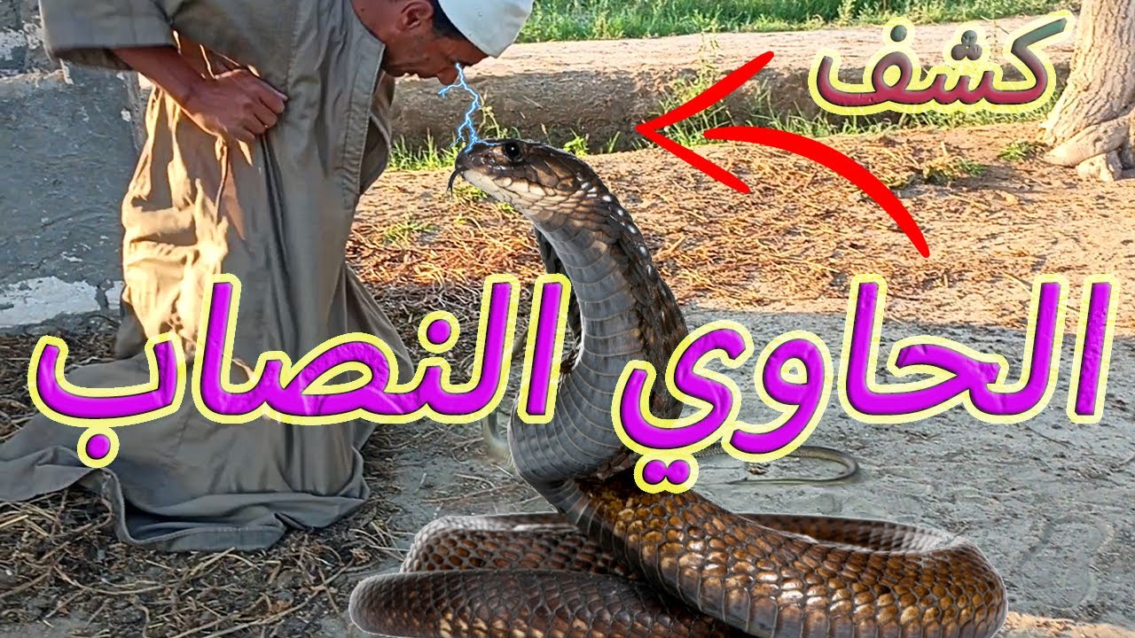 كشف حقيقه الحاوي النصاب وطرق خداعه للمواطنين مع عبد الحميد الحداد