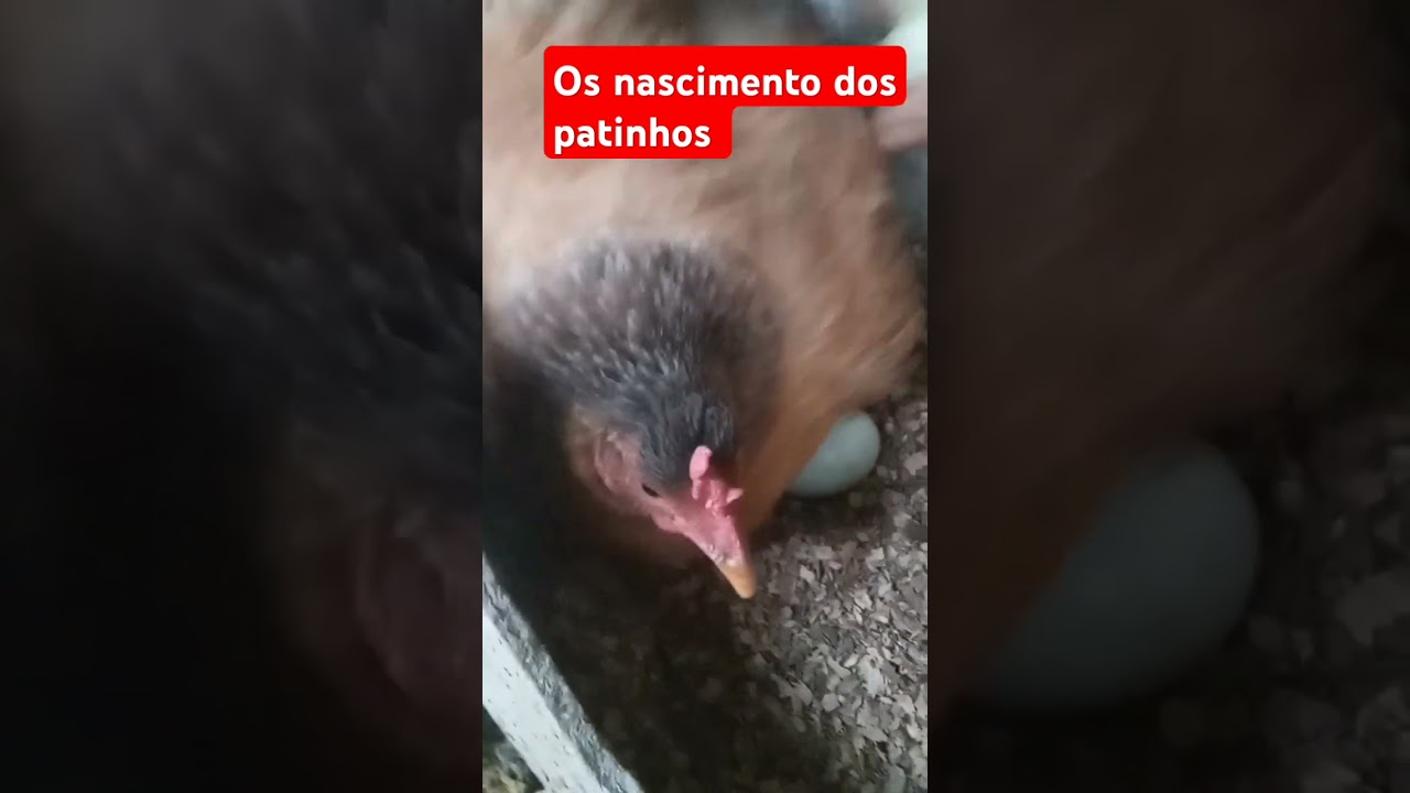 #minhavidanaro&ccedil;a