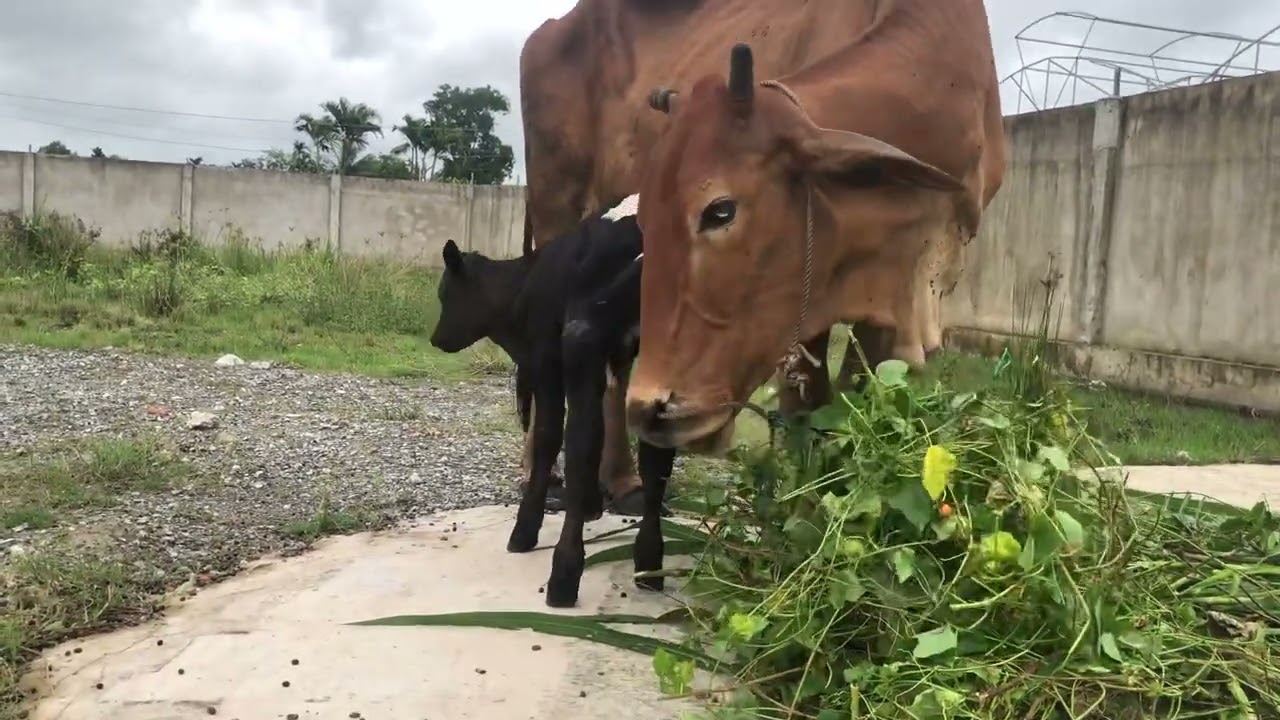 Con bò 2 ngày tuổi