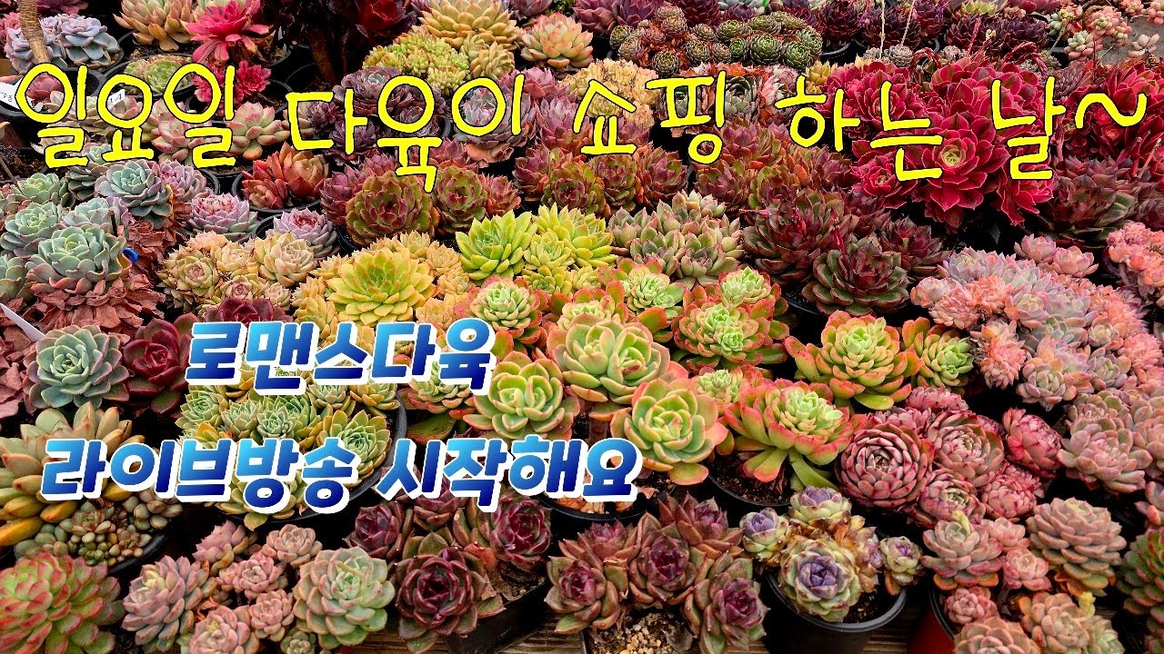 26년 3월 15일. 로맨스다육 라이브방송  군생ㆍ예쁜이 맛집💕 문자 010-2781-1080 #다육이 #다육식물 #다육 #화분할인