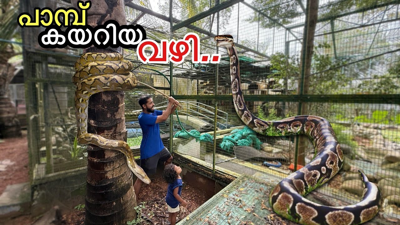 കിളിക്കൂട്ടിൽ എങ്ങനാ പാമ്പ് കയറിയത്... | Arowana Dead ❌ alive ✅ 