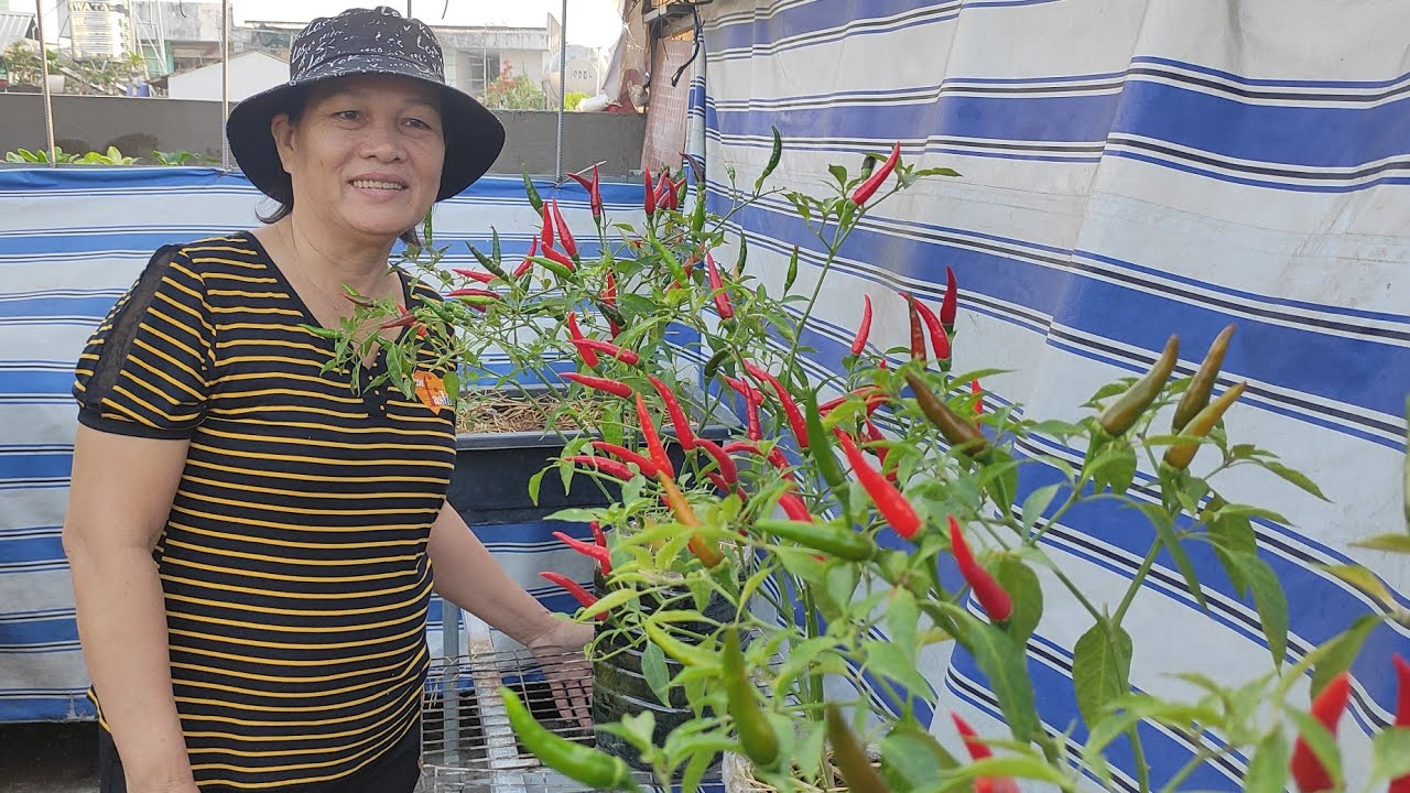 Cách làm bình 5lít còn giữ nước để Trồng ỚT , rất tiện cho vườn ít nắng | Khoa Hien 470