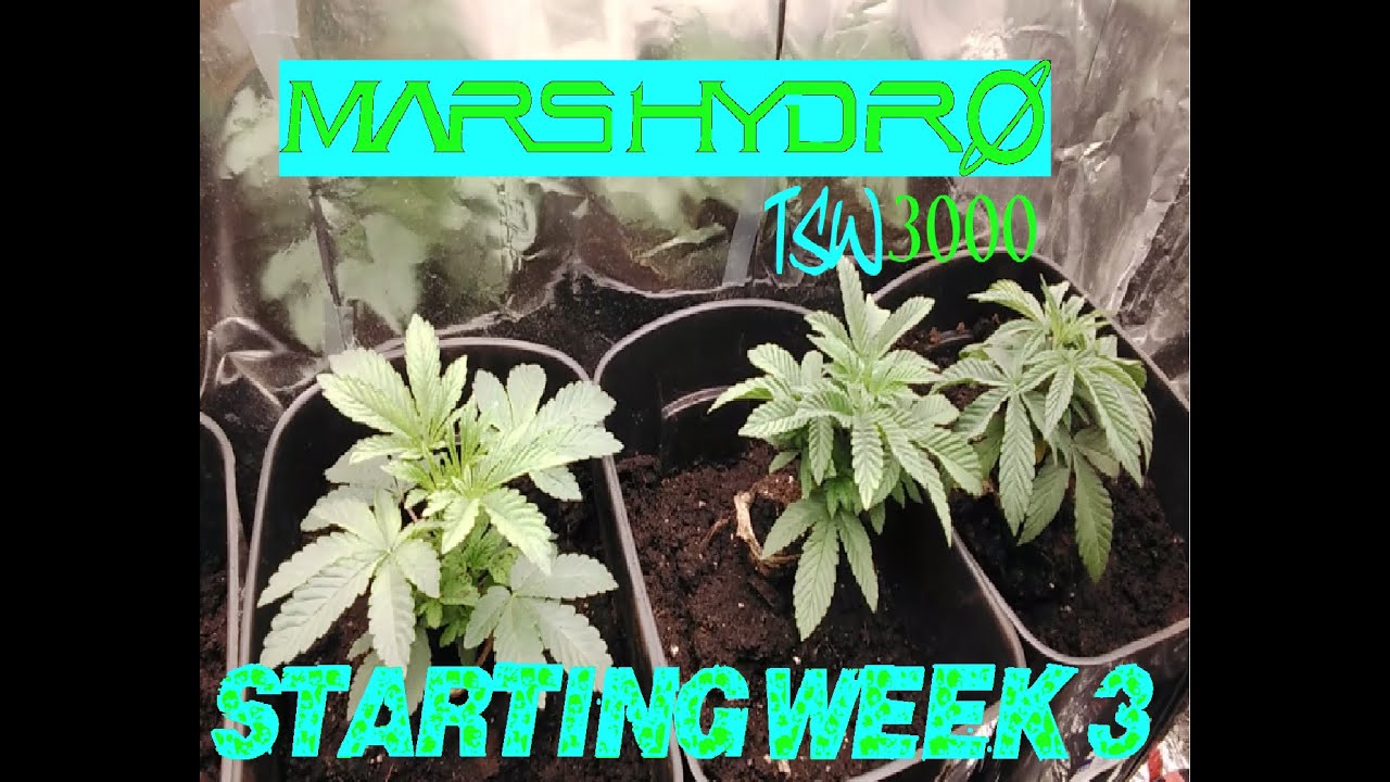 Weed Plant Grow Show Start of the third Week Mars Hydro Light Grow