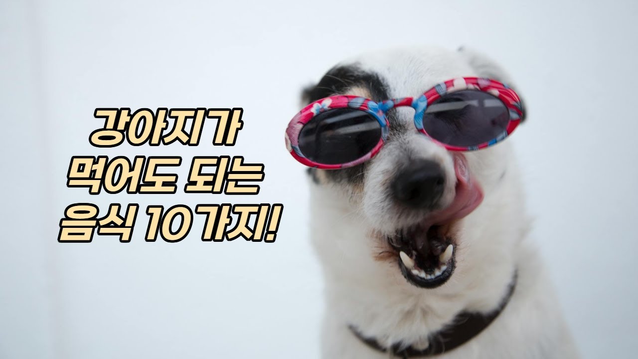 🐶 강아지가 먹어도 되는 음식 10가지! 🦴✨
