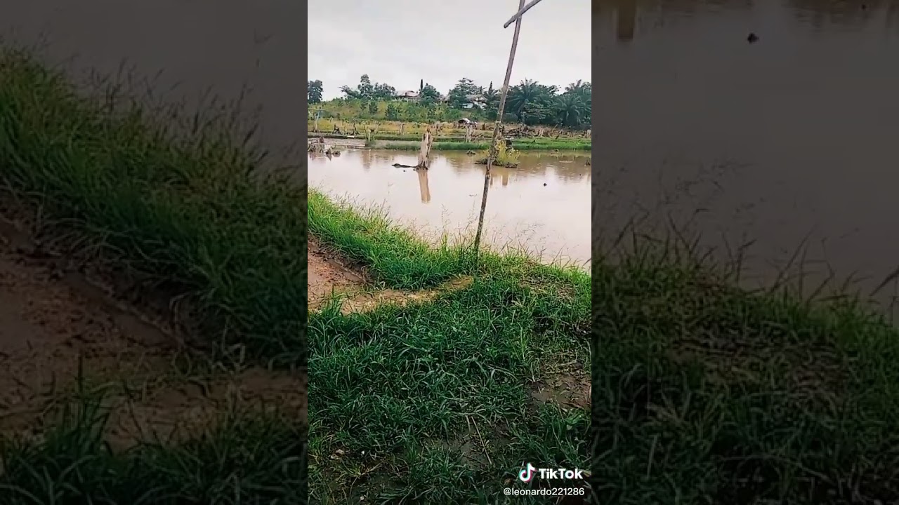 #bataktiktok #pyp #lagubatak #batak #anakrantau #berandatiktok