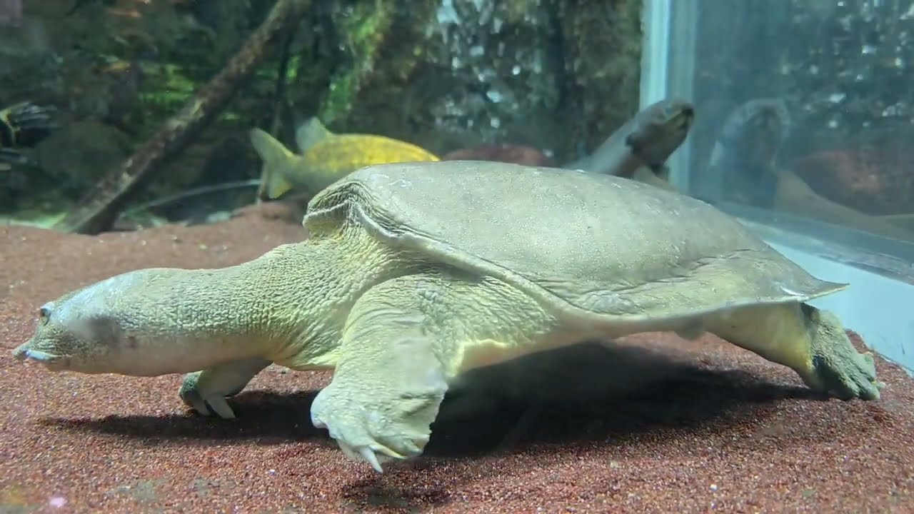 국내 최대 민물 생태 아쿠아리움 단양 다누리 EP.02