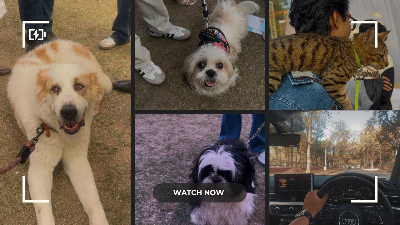 DOG SHOW CHANDIGARH || CHANDIGARH CLUB|| POLO HORSE MATCH || DAILY LIFE VLOG