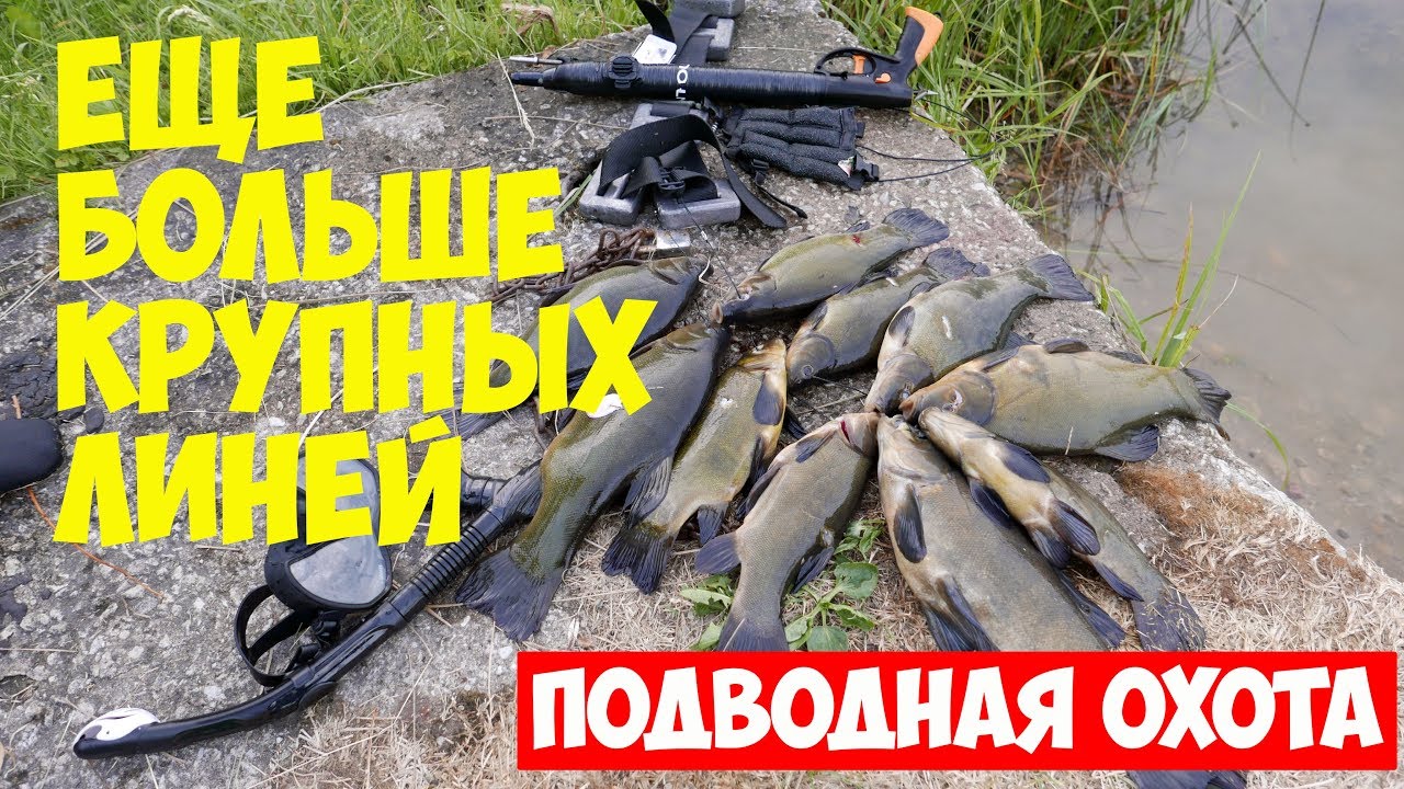 Подводная охота. Много крупных Линей. Prossa järv.