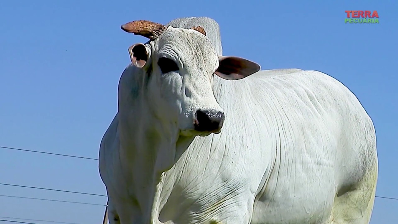 TERRA PECUÁRIA - Edição 09/11/2019