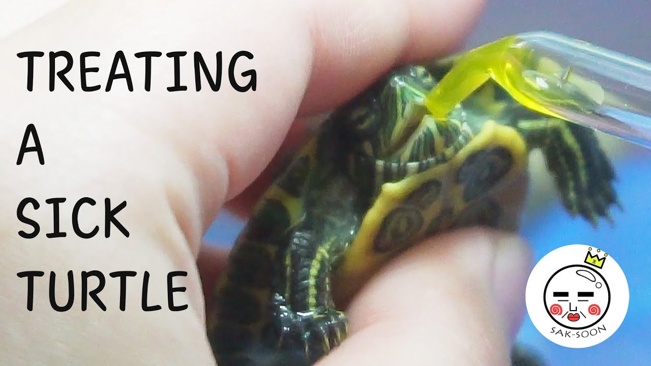 Sick Turtle Care / Treatment
