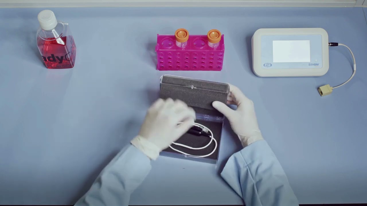 How to Perform a 24-Well Transwell Assay | TEER & Lucifer Yellow Validation