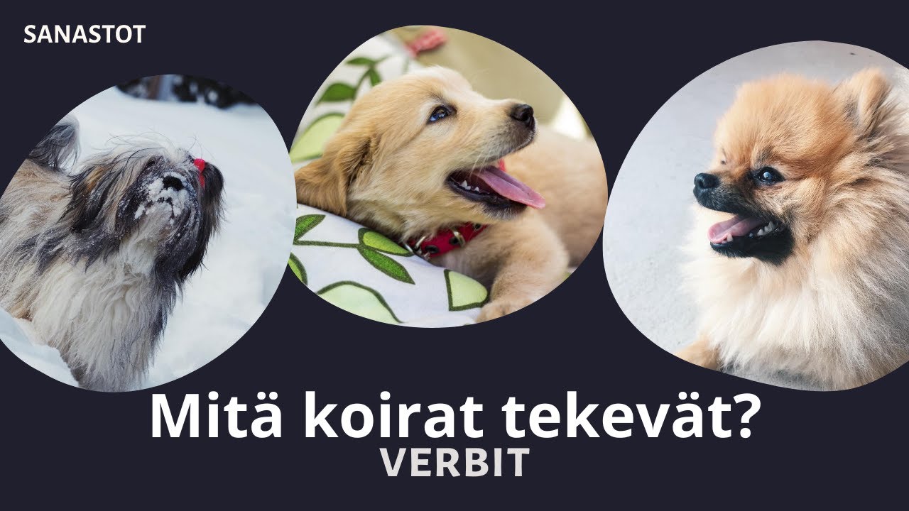 Mitä koirat tekevät? - verbit