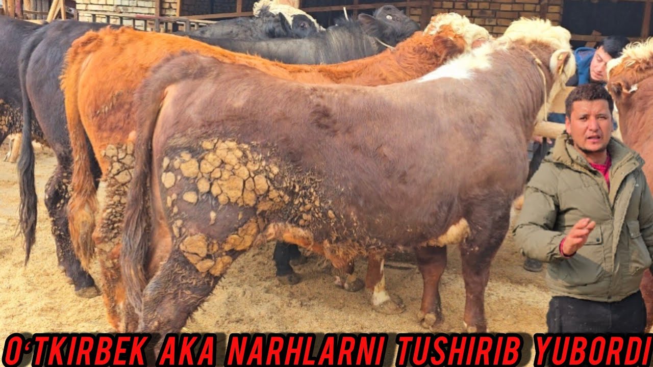 🛑OʻTKIRBEK AKA YANA NARHLARNI TUSHIRIB YUBORDI BUNAQASI BOʻMAGAN 🔥✅️