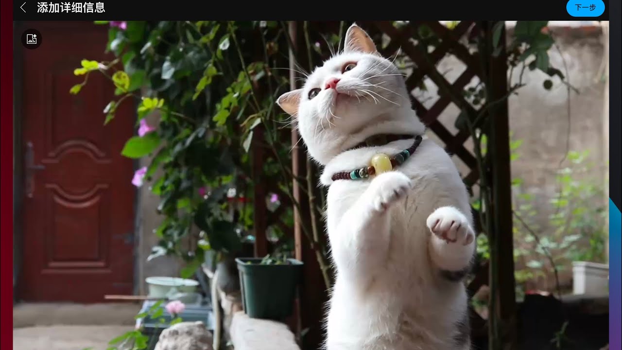 A smart cat can understand some simple commands.（一只聪明的猫能理解一些简单指令。）