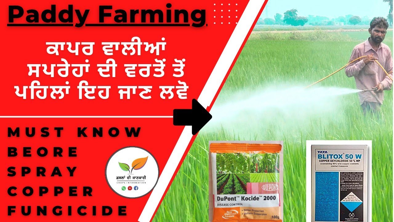 Copper based fungicides precaution spray on crops : paddy & Cotton