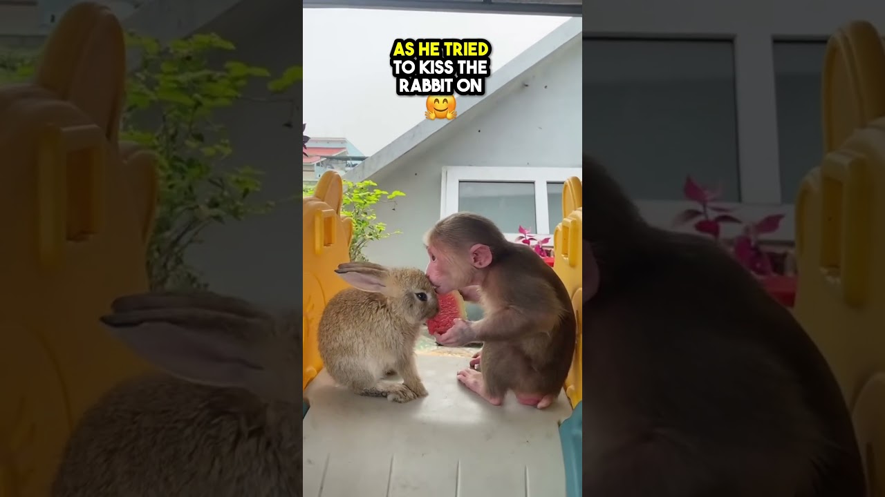 This Monkey fed his Rabbit friend and Slept with him ❤️❤️❤️