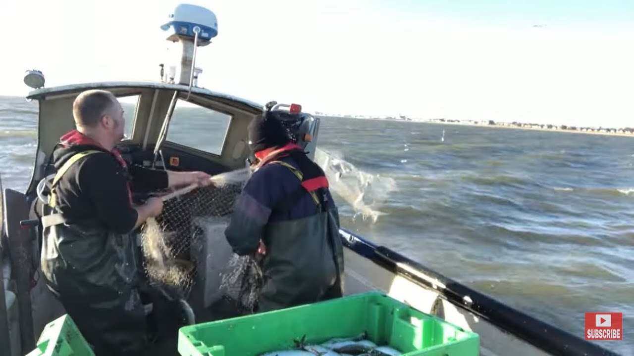 Первая в этом году рыбалка сетями на сельдь! Много мерлангов, несколько сардин. Рыбалка с берега,...
