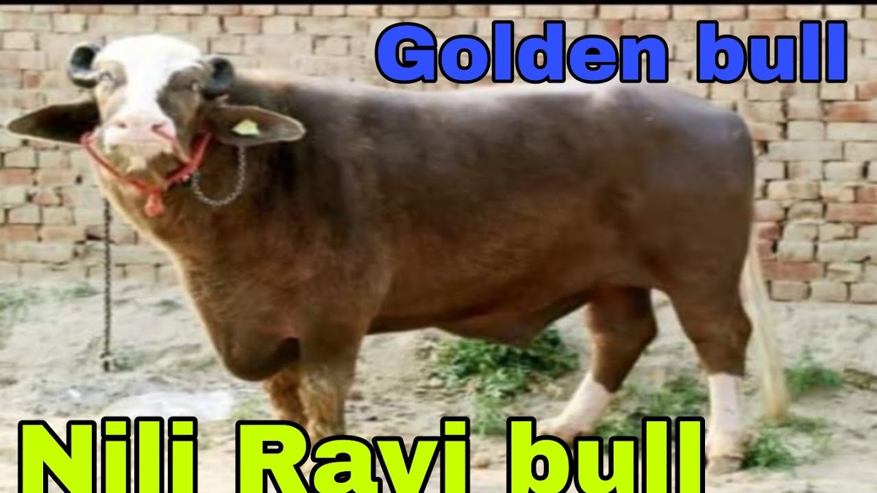 Golden nili ravi  bull
