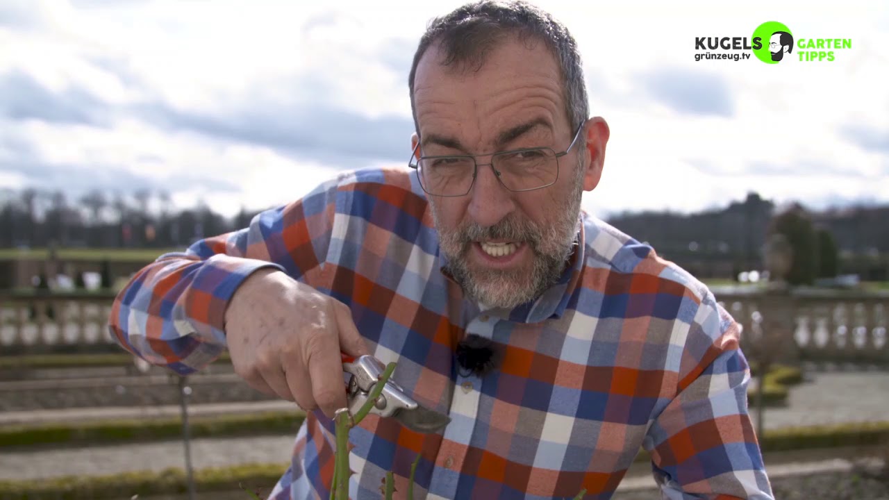 Jetzt! Der richtige Rosenschnitt Teil1 - Gartentipps von Volker Kugel - www.grünzeug.tv