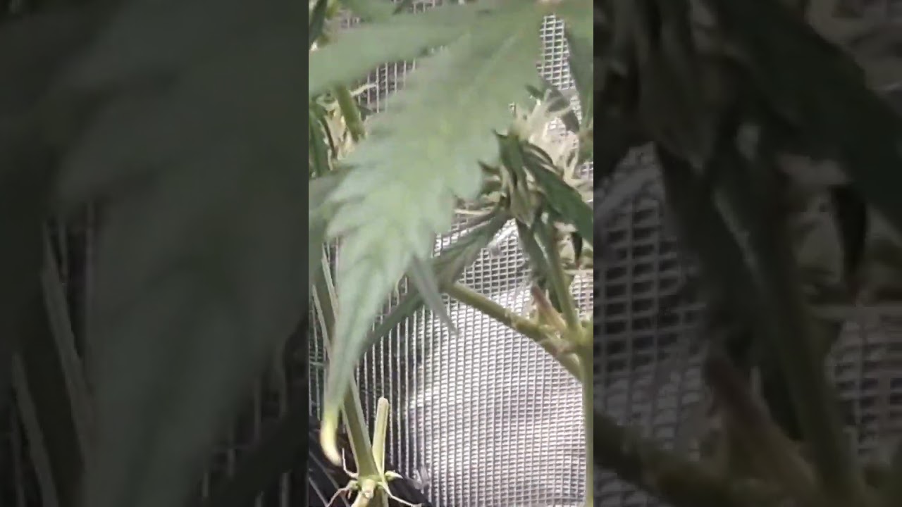 Banshee Auto A+K Lemon Haze x Og Kush Mars Hydro 2x2 Tent