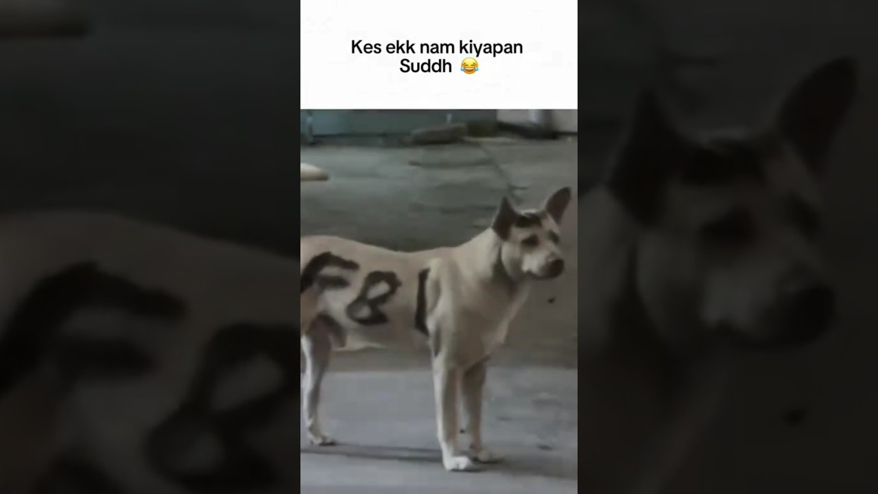 FBI DOG ❤️💀 කේස් එකක්නම් කියපං සුද්දා ❤️😅