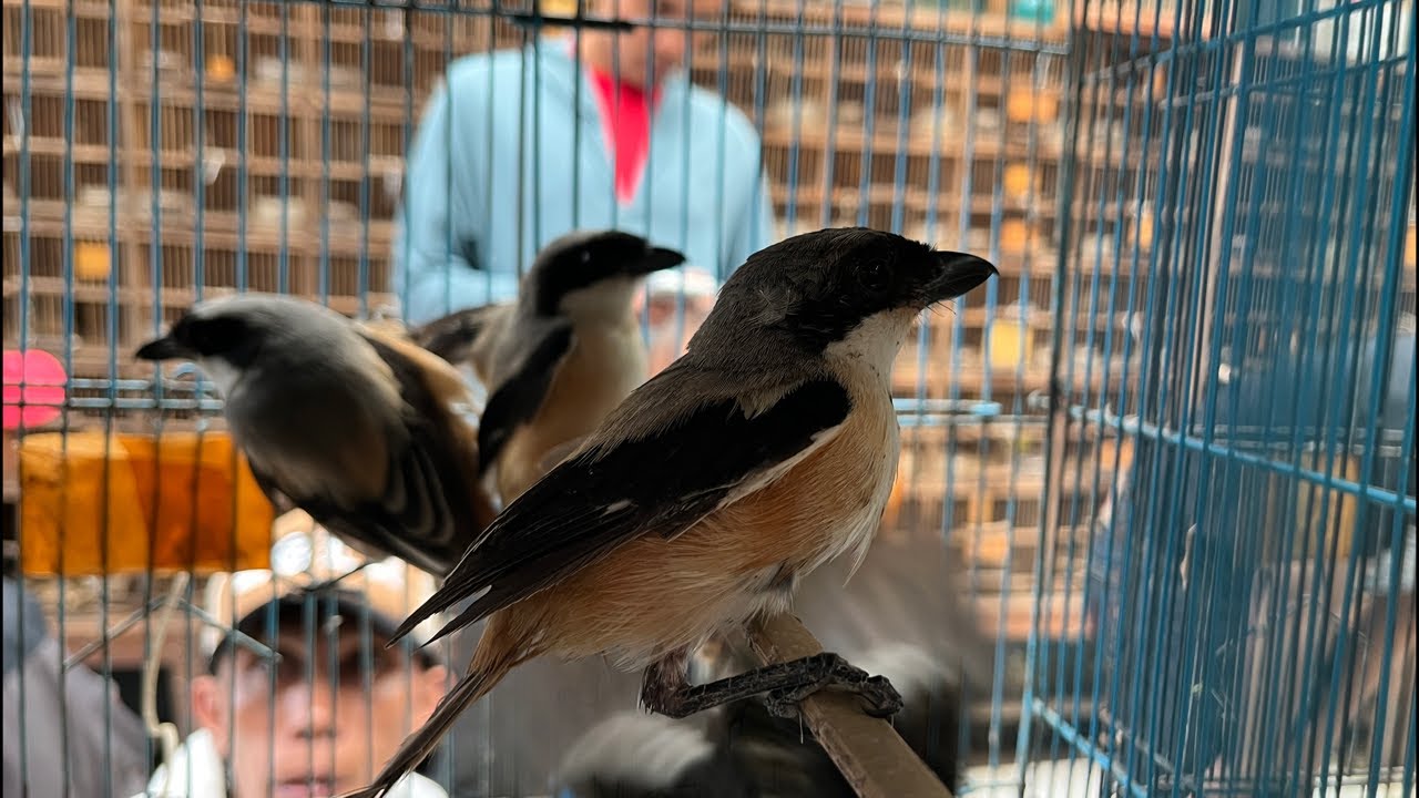 UPDATE STOK KIOS ABADI BIRD PALMERAH TERBARU !!! 03 FEBRUARI 2026