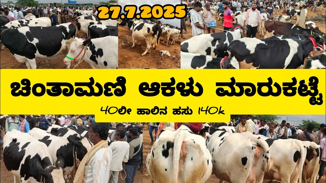 ಚಿಂತಾಮಣಿ HF ಹಸುಗಳ ಅತೀ ದೊಡ್ಡ ಆಕಳು ಮಾರುಕಟ್ಟೆಯ ಮಾಹಿತಿ. Chintaamani cattle market 27.7.2025