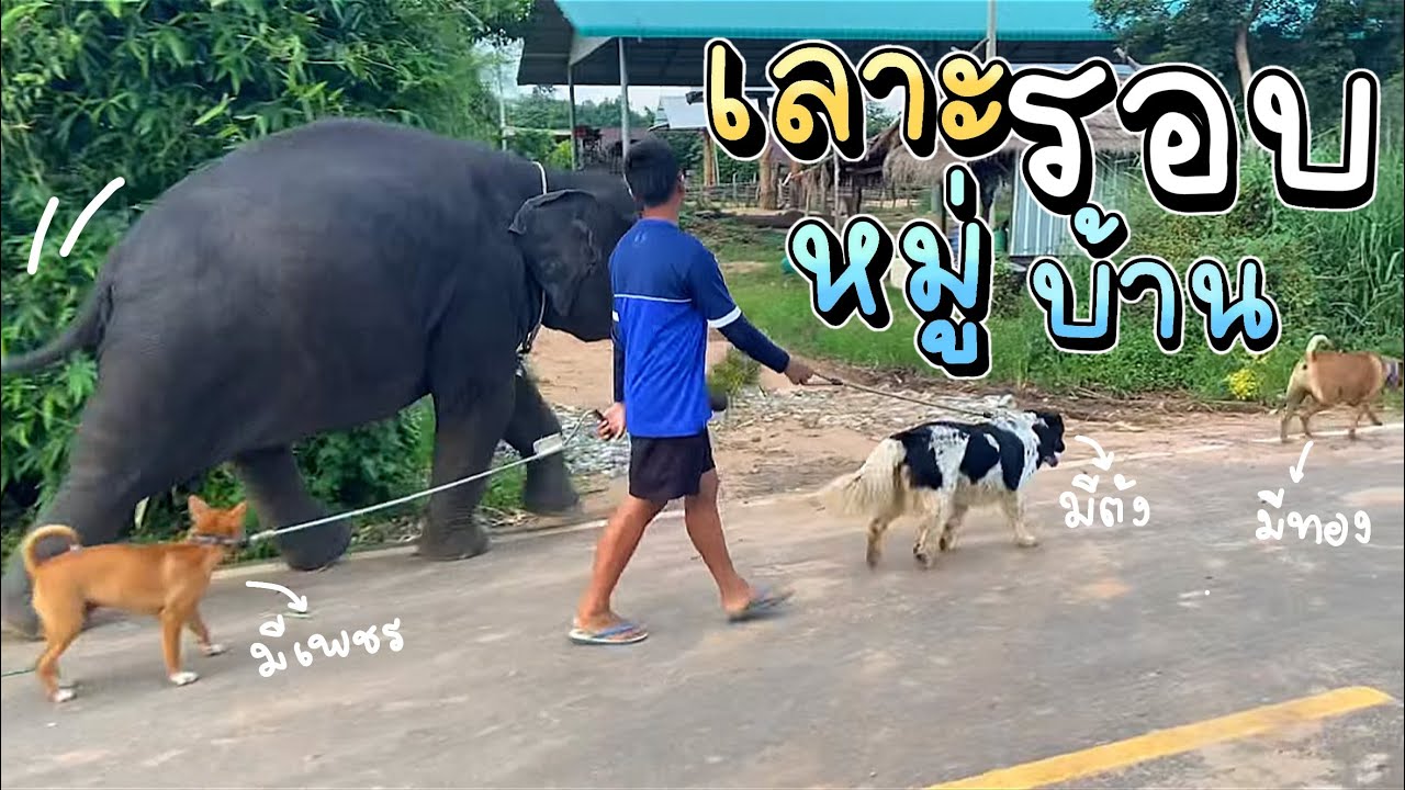 พี่ป้ายจูงมีเพชร มีตัง ❗️ ออกเลาะ อุ้มบุญตามติดไม่ห่าง มีทองดูต้นทาง