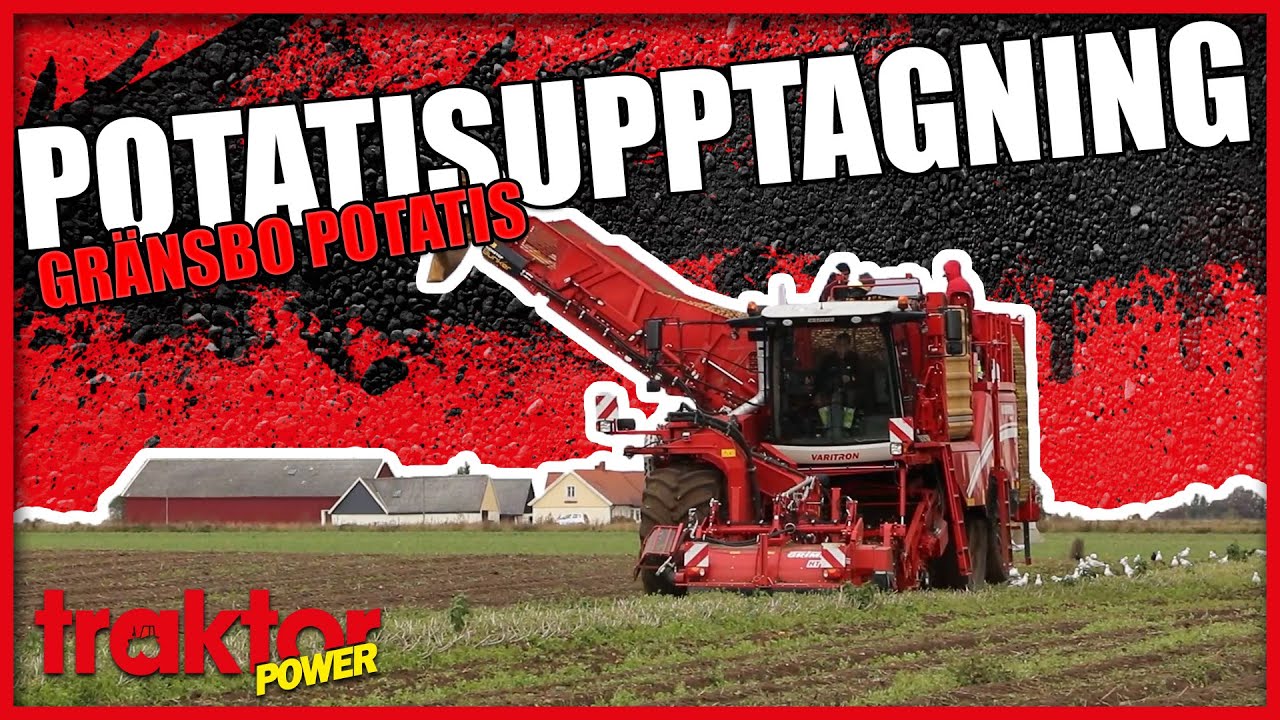 Självgångaren plockar potatis - Gränsbo Potatis