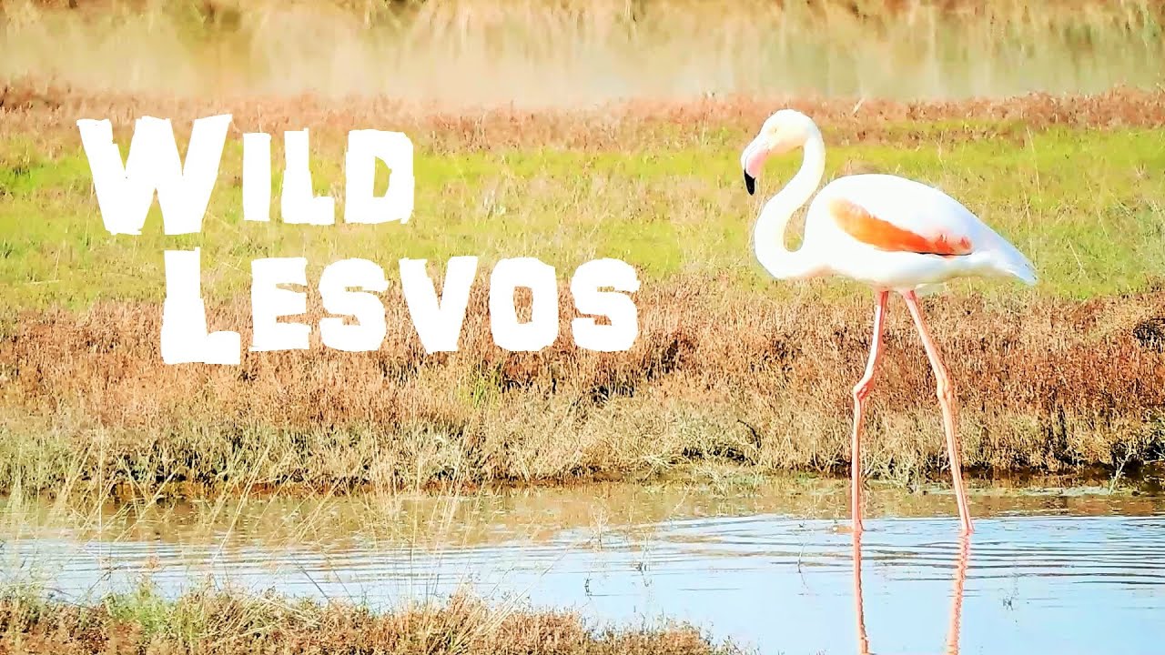 Flamingos Walking Around Wetlands | Gulf of Kalloni | Lesvos | Greece | Wild Lesvos | Bird watching