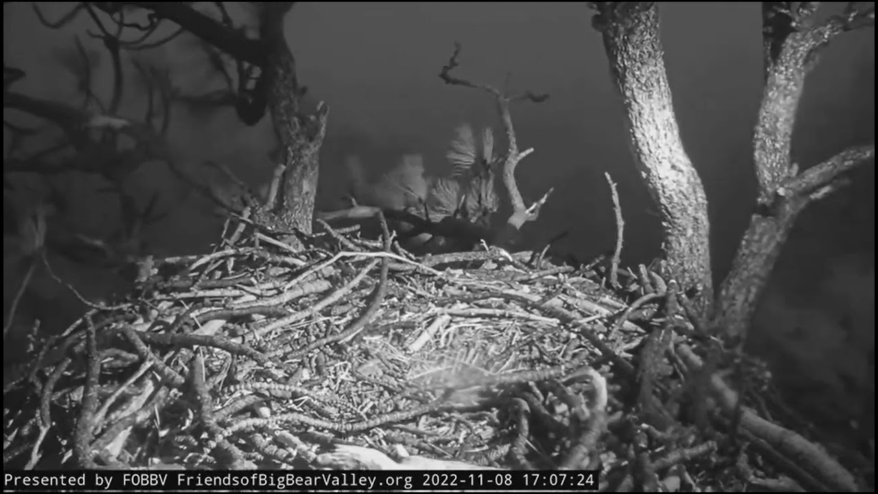 BIG BEAR VALLEY EAGLES NEST IN FAWNSKIN, CALIFORNIA w/A VERY STRONG 1st WINTER STORM MOVING THROUGH.