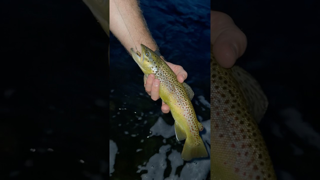 Rainbow and Brown Trout Caught in Roscoe New York #stream #river #fishing #trout #fish #mountains