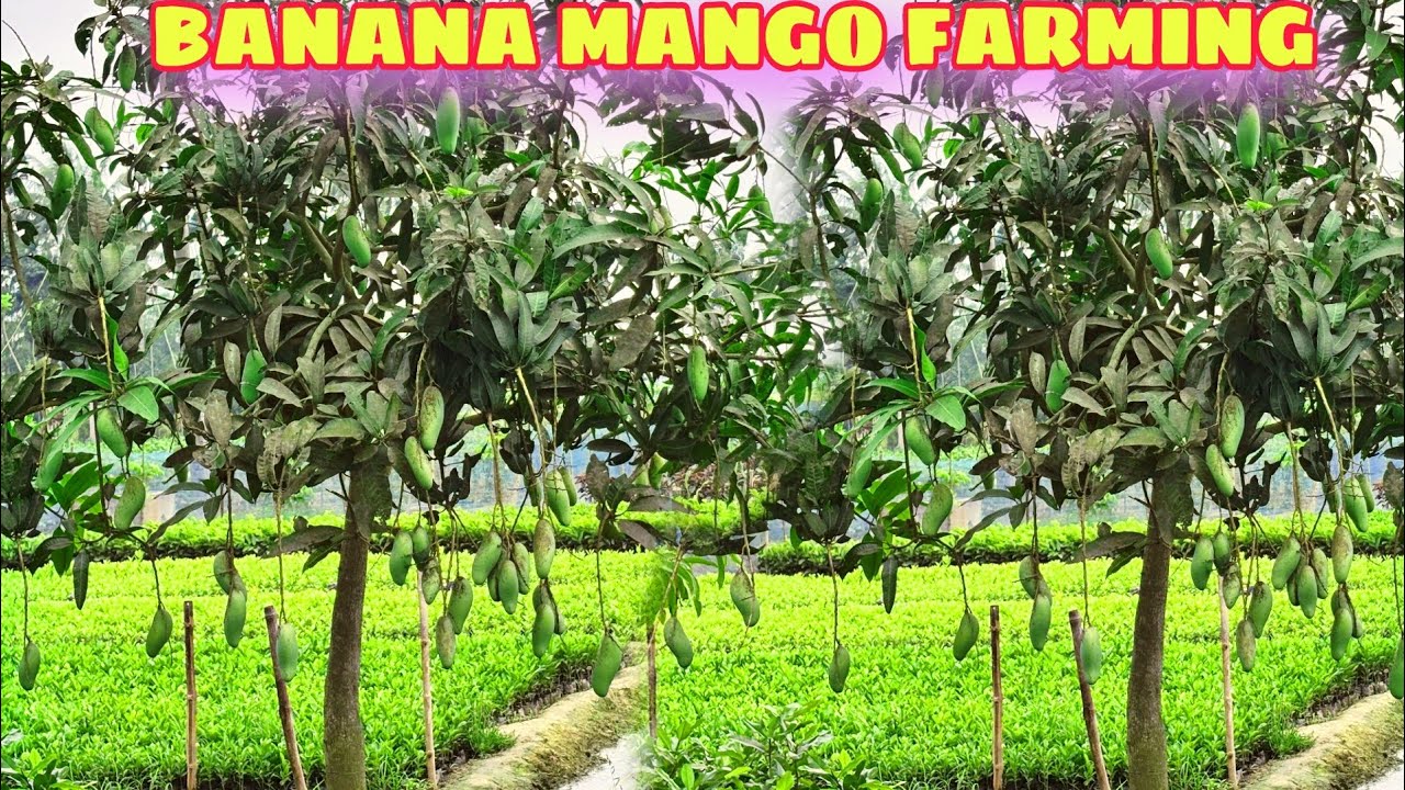 8617841041 Thai Banana Mango Farming/ Red Banana Mango Plant Nursery/ Thai Fruit Plant Nursery/