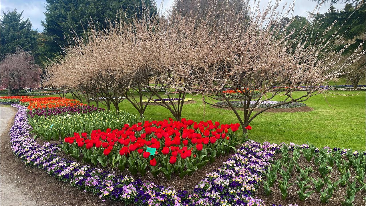 Tulip Top Gardens, Canberra, Australia || Early Spring 2022