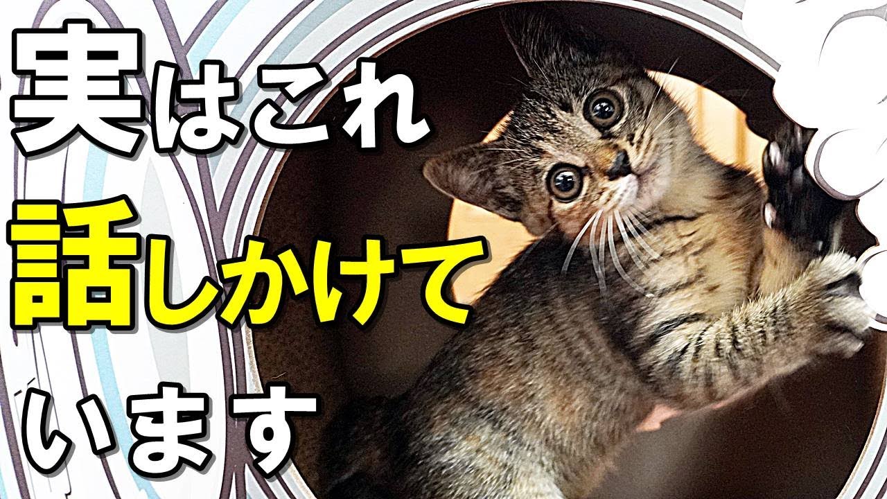 気づいてほしい！！愛猫が飼い主に話しかけている時の仕草【保護猫】