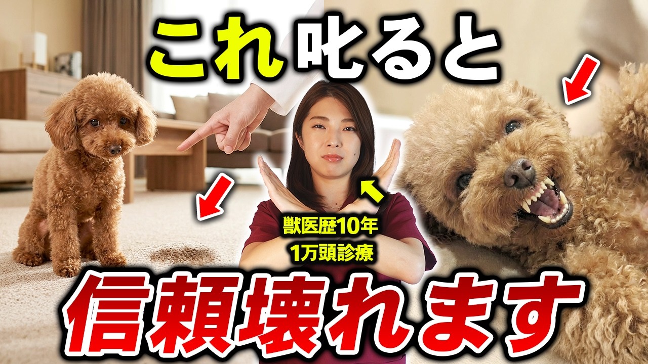 【獣医が警告】良かれと思ってやってる犬のしつけ｜実は逆効果です