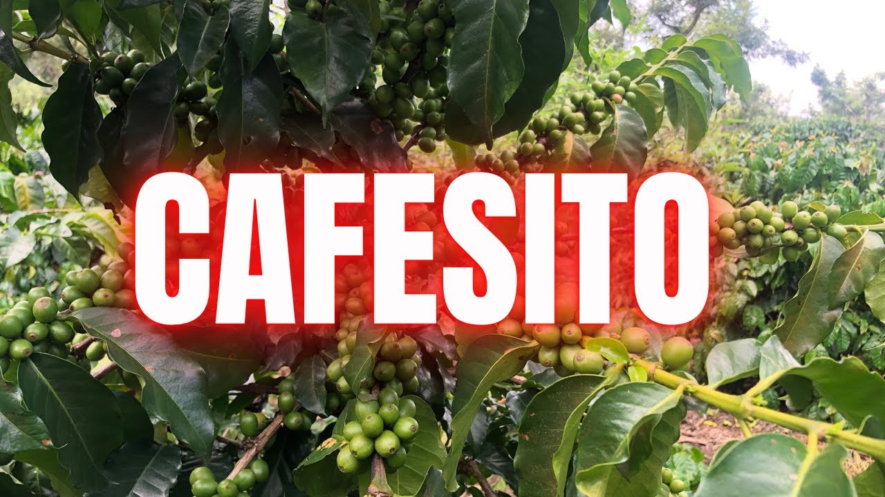Giancarlo Callejas- Cafesito (Official Video)